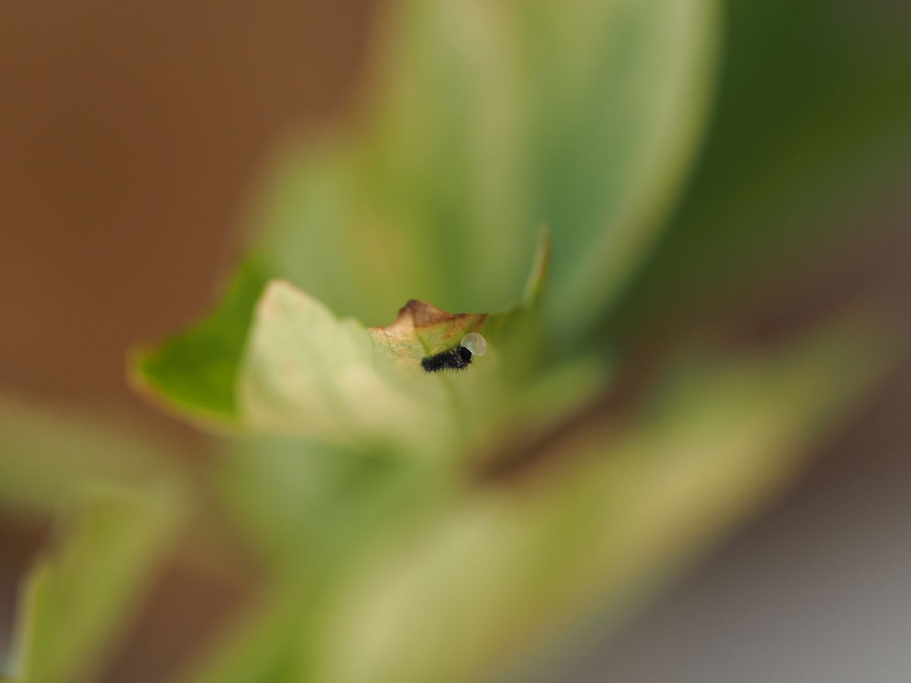 Schwalbenschwanz Raupe mit Ei u